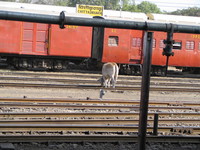 041220141416_cow_grazing_at_chittaurgarh_railway_station