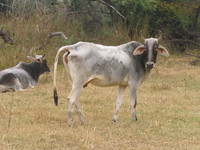 041225103828_domestic_cow_at_bharatpur