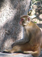 041202224712_monkey_contemplating_at_dhikala