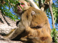 041202224818_mother_and_daughter_monkeys_at_dhikala