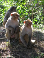 041202225204_three_monkeys_at_dhikala