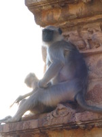 041219161756_mummy_and_baby_monkey