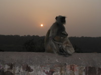041222165902_hugging_monkeys_at_ranthambhore