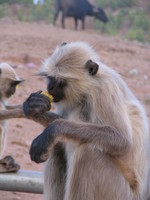 041222170222_monkeys_eating_yellow_thing_at_rathamhbore