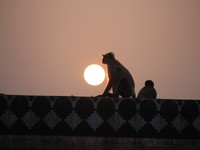 041222170318_monkey_sunset_at_rathamhbore