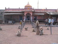 041222170354_monkeys_at_pink_ganesha_temple