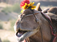 041208020442_camel_and_red_flower