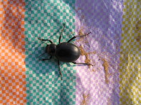 041208185006_dung_beetle_on_my_lunch_mat