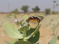041208223302_butterfly_in_the_desert