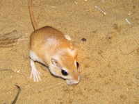 041212080458_field_mouse