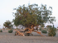 041213040838_tangled_root_of_the_desert_tree