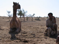 041213220618_camel_and_seller