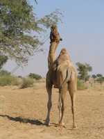 041207233922_lunch_of_a_camel