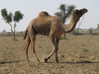 041207235340_camel_in_the_desert