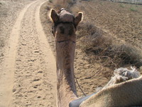 041208014306_lead_of_the_camel_head