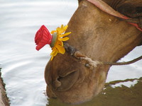 041208020308_camel_and_flower