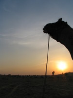 041208034458_camel_and_sunset