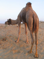 041208034920_camel_under_the_red_sun
