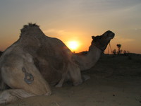 041208035014_branded_camel_and_setting_sun_in_bikaner