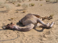 041208221700_camel_taking_a_nap