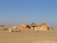 041211201650_camel_of_the_desert_boys