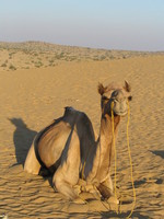 041212033402_camel_and_desert