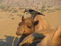 041212034608_crow_and_camel