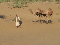 041212191056_osman_and_the_three_camels