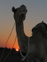 041213041710_camel_in_desert