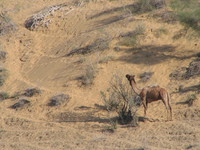 041214015640_camel_in_desert
