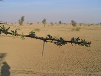 041208193700_spiked_plants_in_desert
