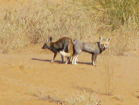 041208202434_two_mating_foxes