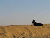 041212031522_goat_and_sand_dune
