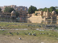 041215021520_pigeons_of_gadi_sagar