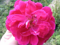 041221145224_pink_flower
