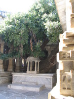 041217003736_old_oak_tree_in_jain_temple