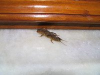 050103220736_nasty_insect_in_ganpati_guesthouse