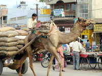 041207021934_camel_transport_in_bikaner