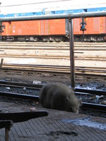 041220141402_dirty_pig_at_chitto_train_station