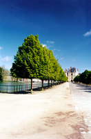 011_france_fontainebleau_trees