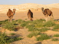 006_white_desert-camels