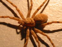 013_spider_in_my_room