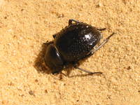 017_baharlyya-beetle