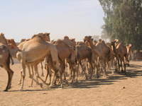 camel_market