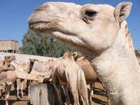 4820_life_of_a_poor_camel