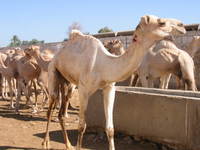 4822_thirsty_camel