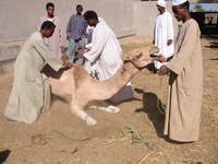 4823_camel_being_abused