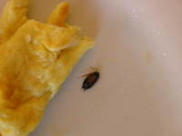 010_farafra-cockroach_breakfast