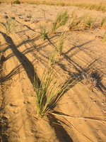 008_plants_at_the_desert