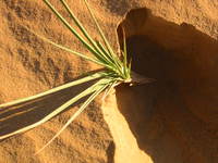 010_seeking_the_root_of_desert_plant